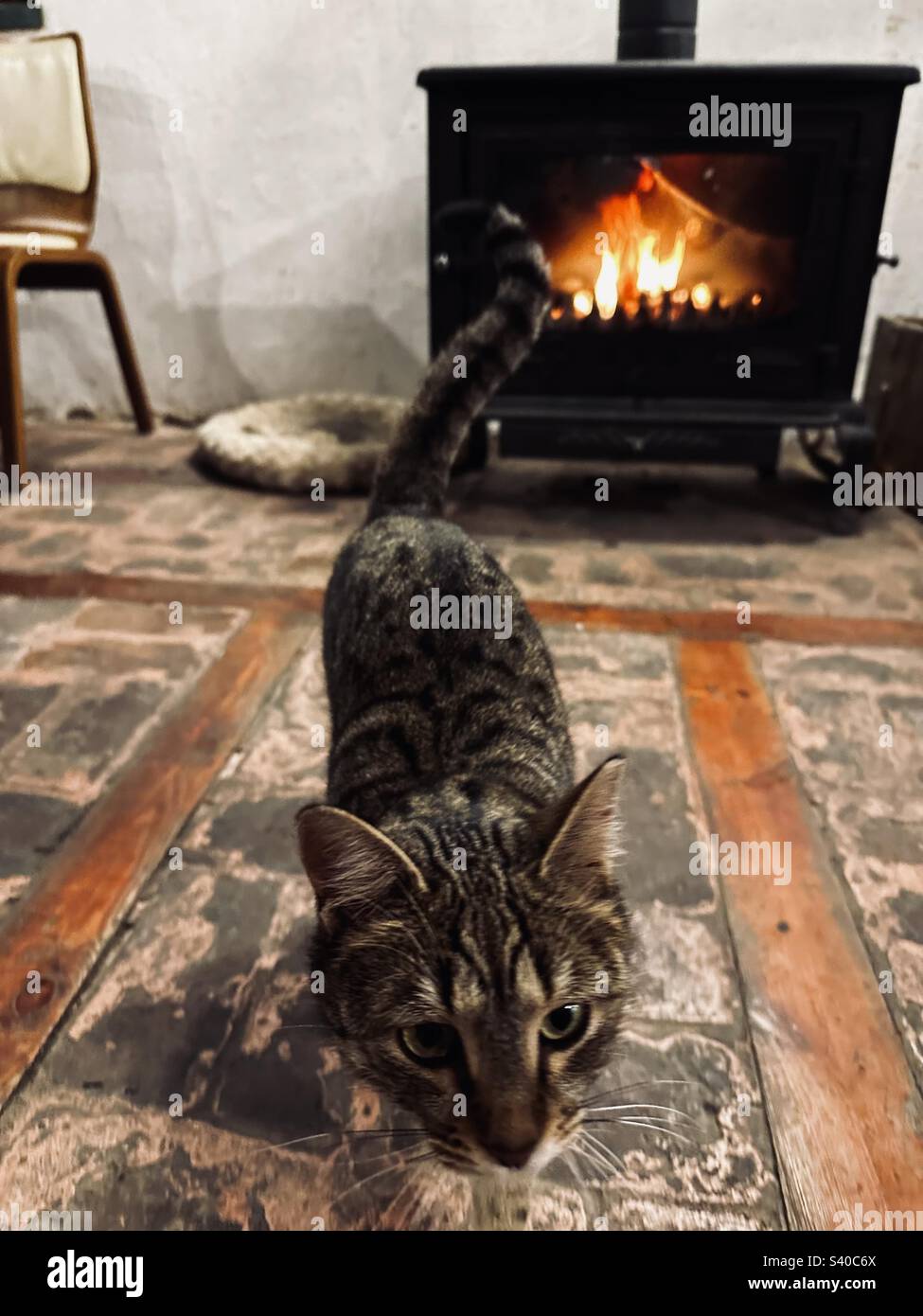 Gatto di fronte a una stufa riscaldata in un caffè situato a Kale, Ankara, Turchia - Immagine stock catturata con smartphone