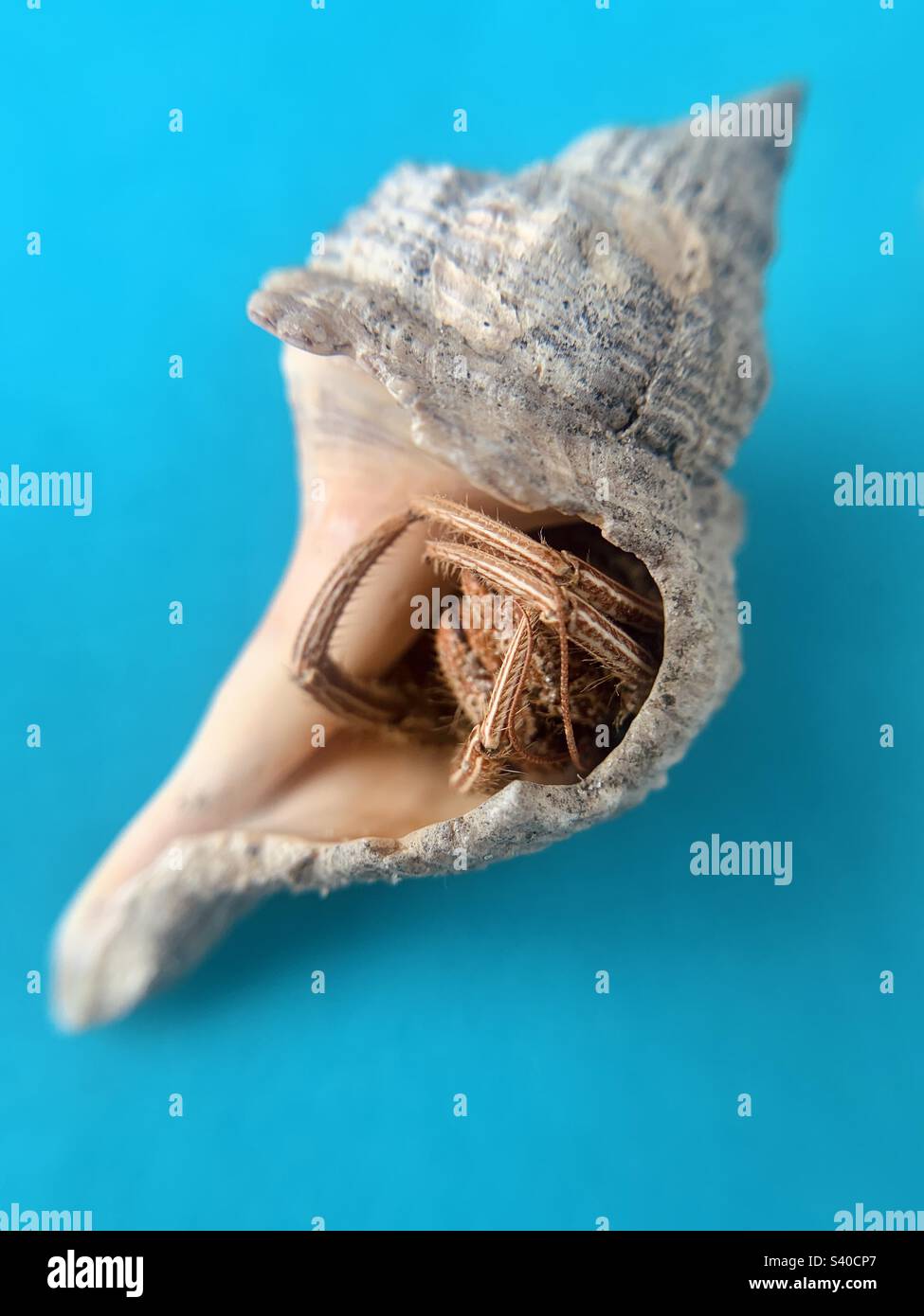 Seashell inside immagini e fotografie stock ad alta risoluzione