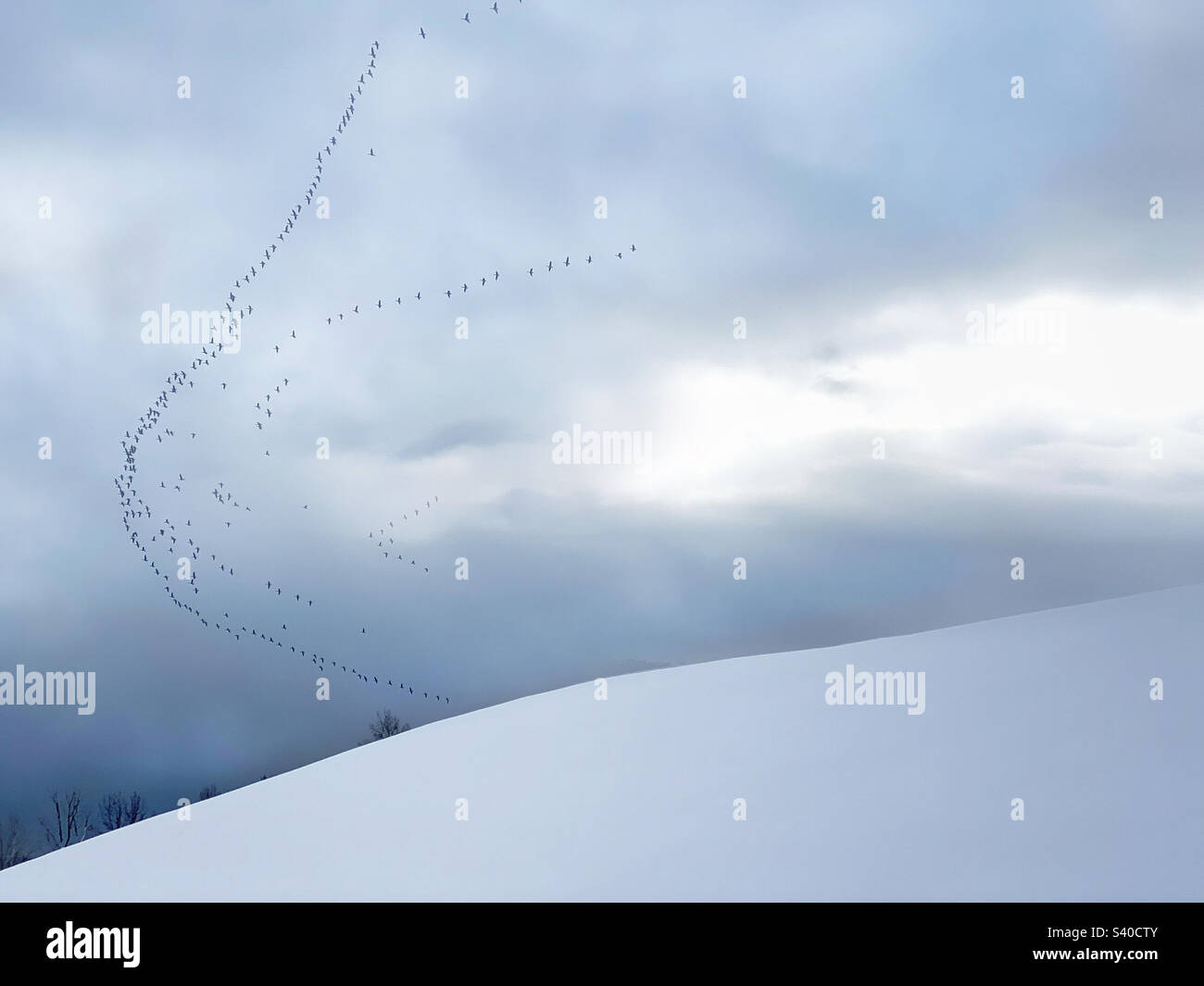 Una matassa di oche che volano a sud su un paesaggio invernale Foto Stock