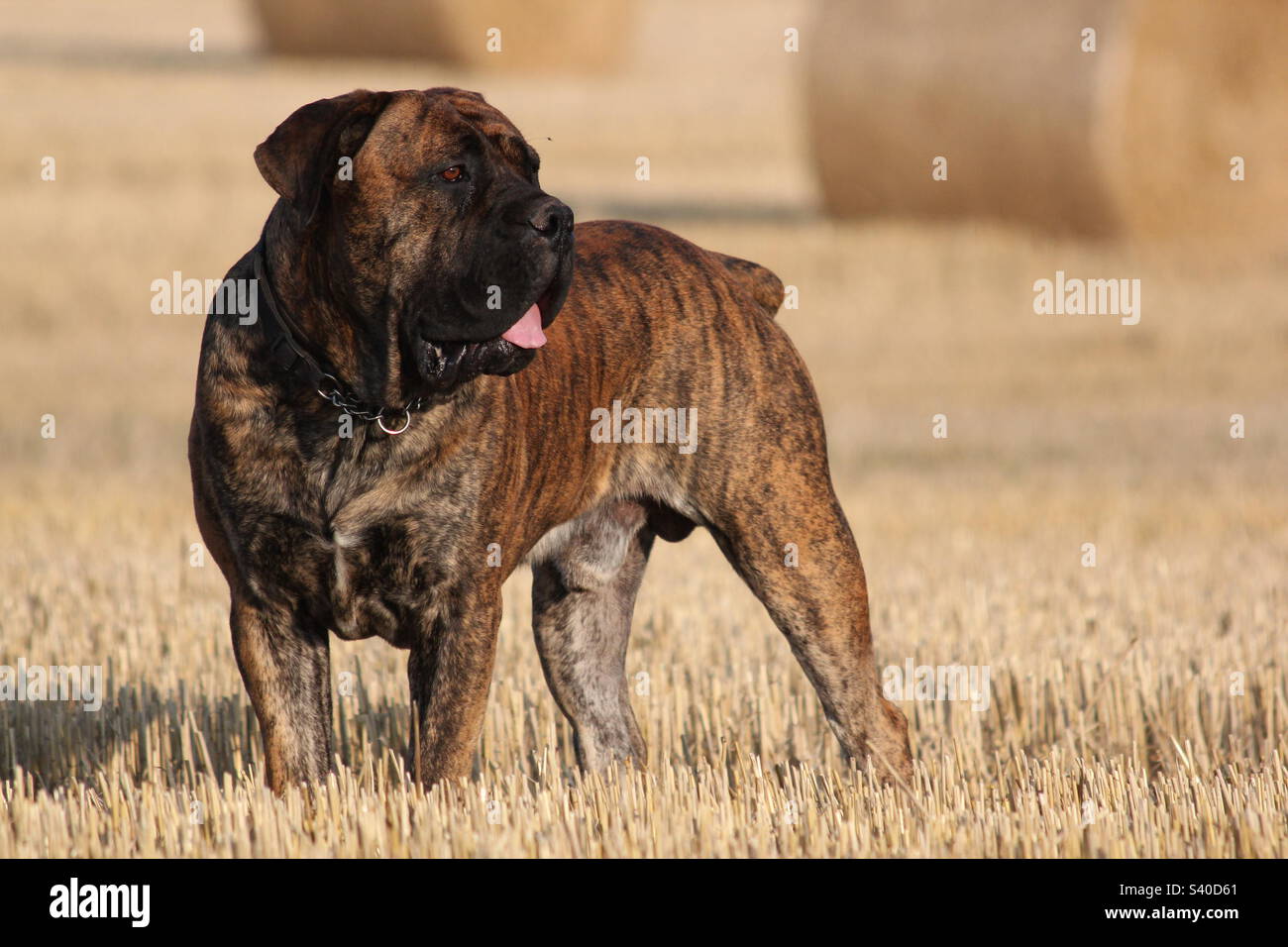 Boerboel sudafricano. Mastiff africano. Raccolto estivo. Il mastiff del contadino - Sudafrica. - Immagine stock catturata con smartphone