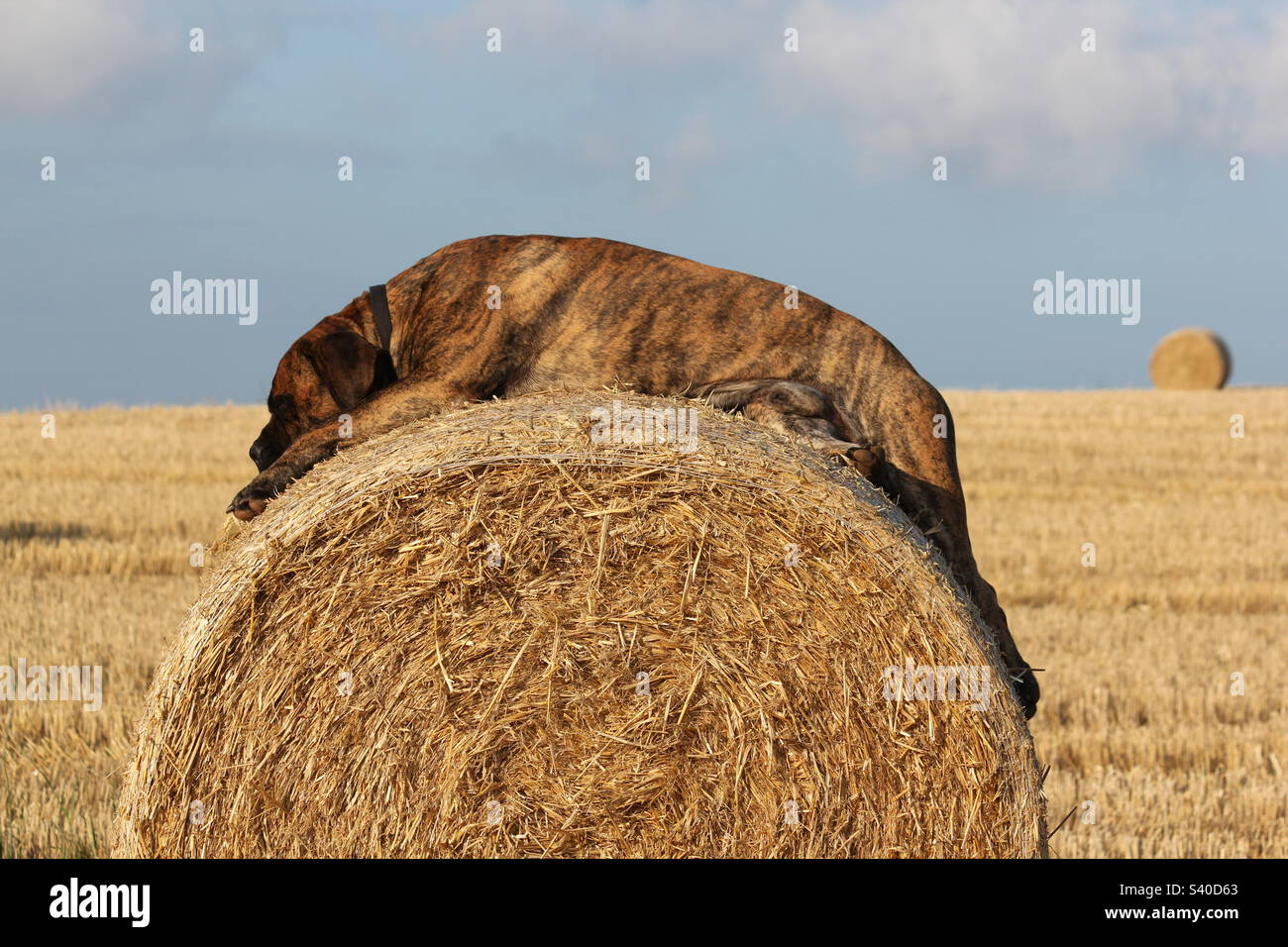 Boerboel sudafricano. Mastiff africano. Raccolto estivo. - Immagine stock catturata con smartphone
