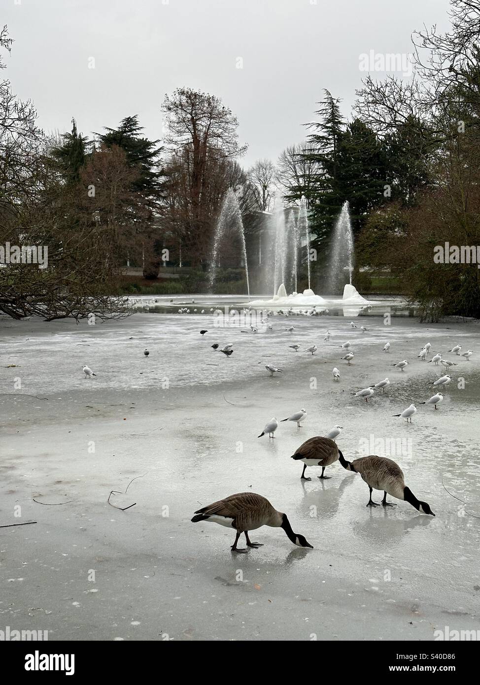 Giardini di Jephson, centro termale di Leamington Foto Stock