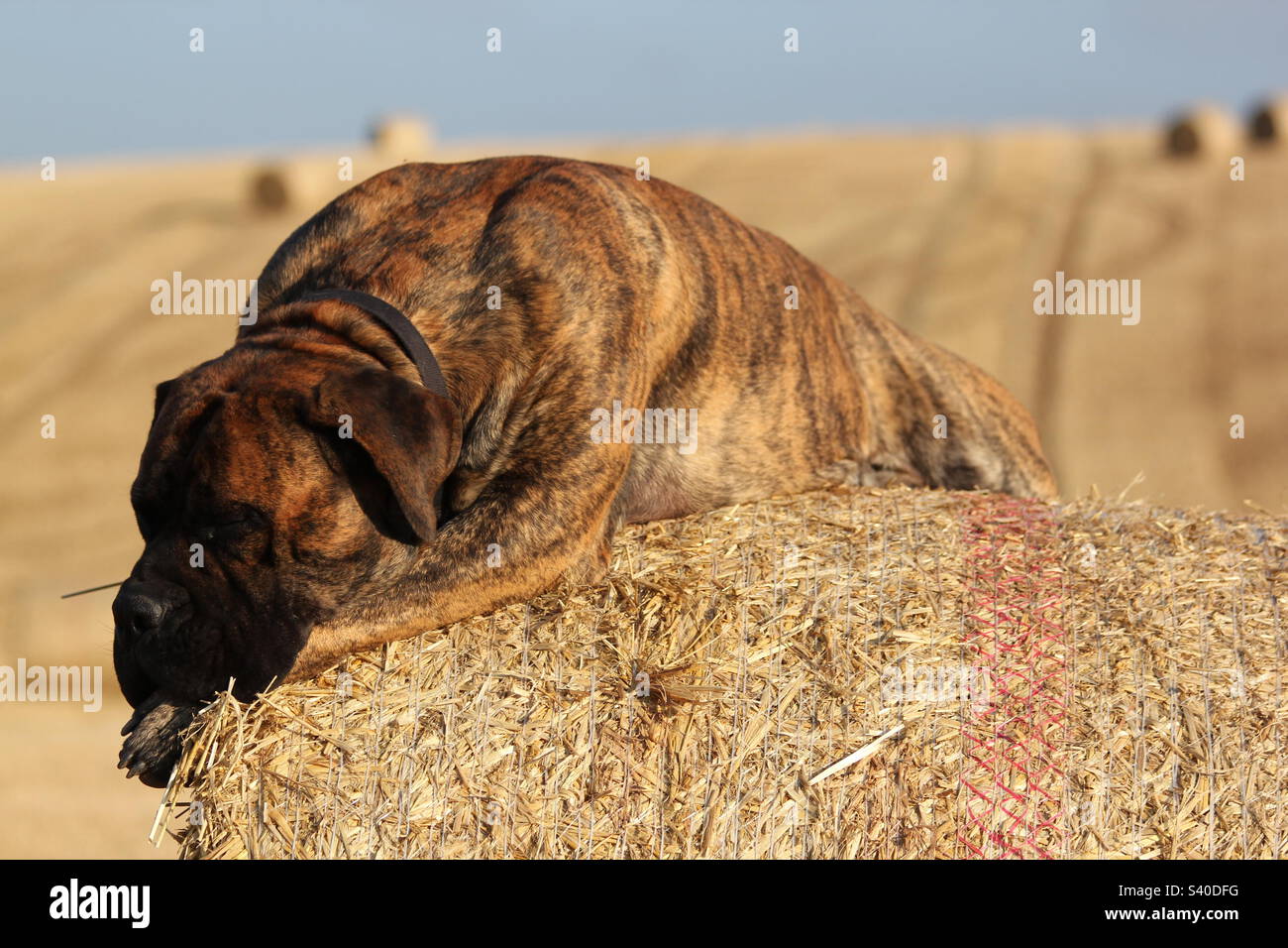 Boerboel sudafricano. Mastiff africano. Raccolto estivo. - Immagine stock catturata con smartphone