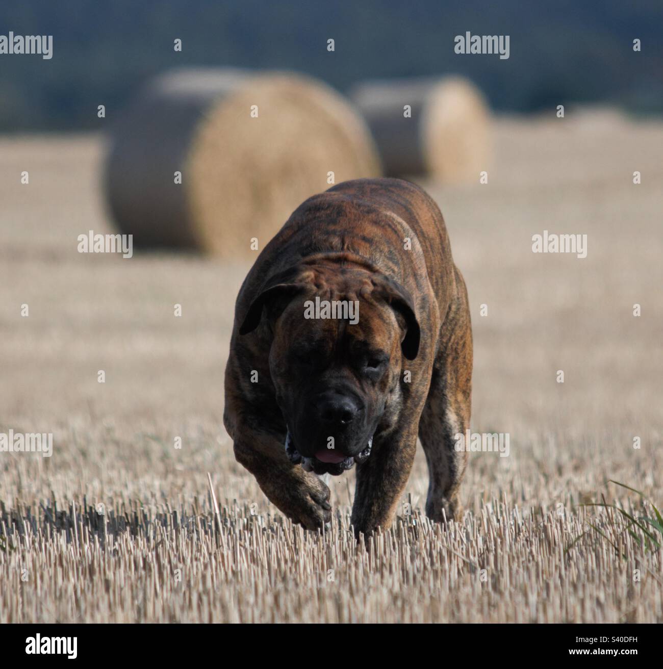 Boerboel sudafricano. Mastiff africano. Raccolto estivo. - Immagine stock catturata con smartphone