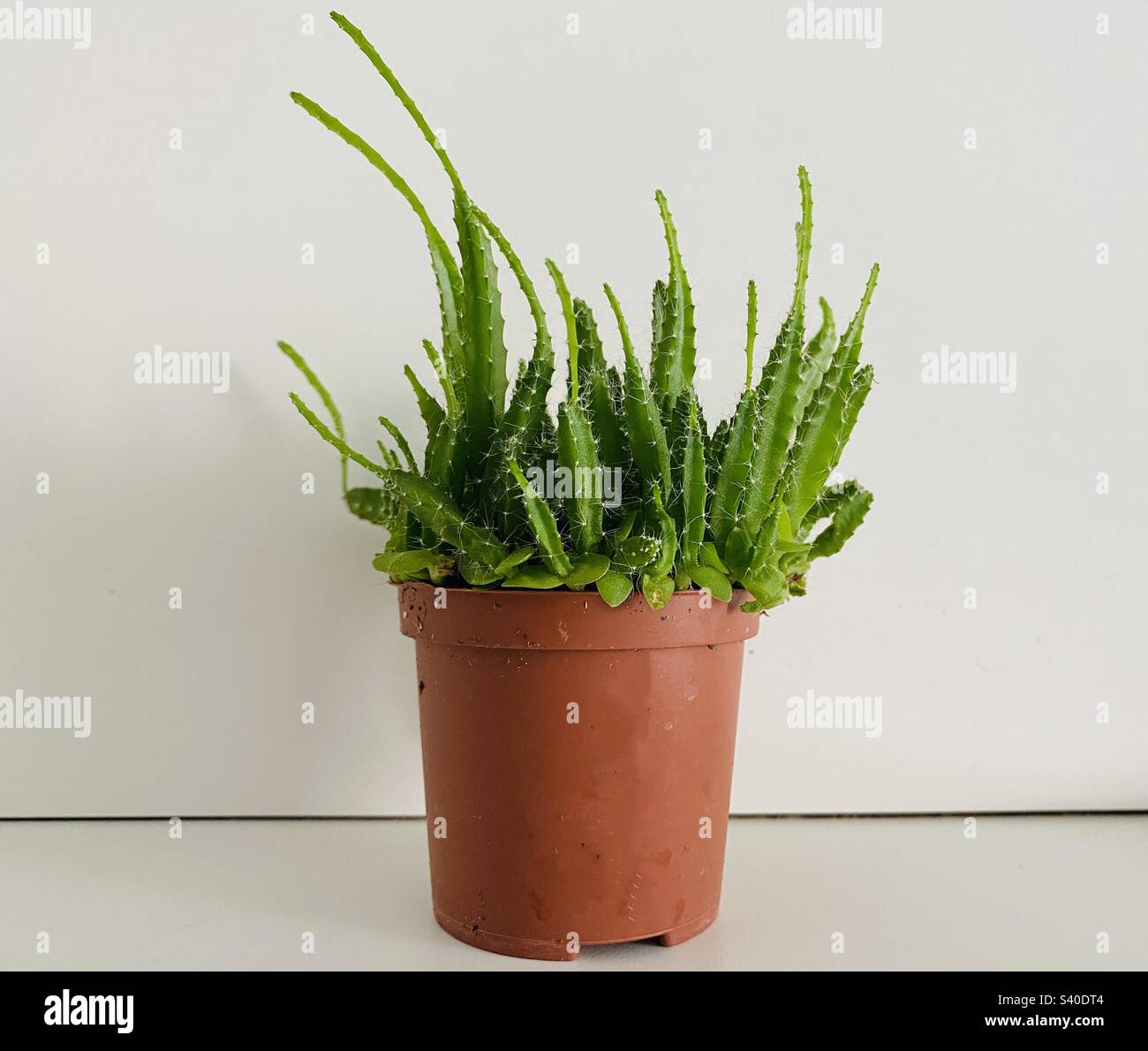 Dragon pianta da frutto Foto Stock