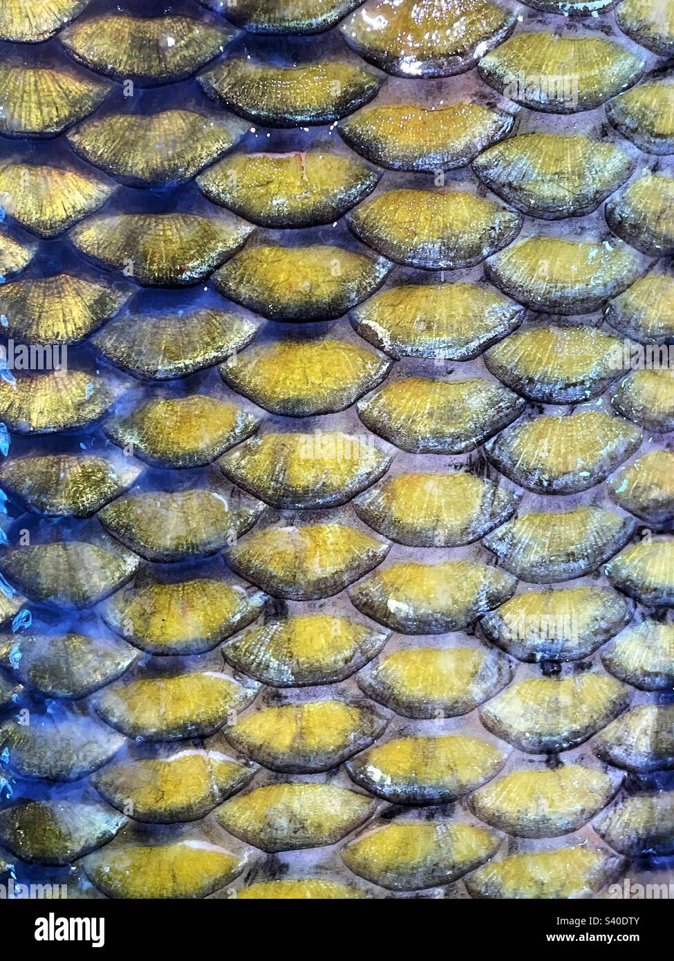 Le scale di una carpa comune in un mercato del pesce. Foto Stock