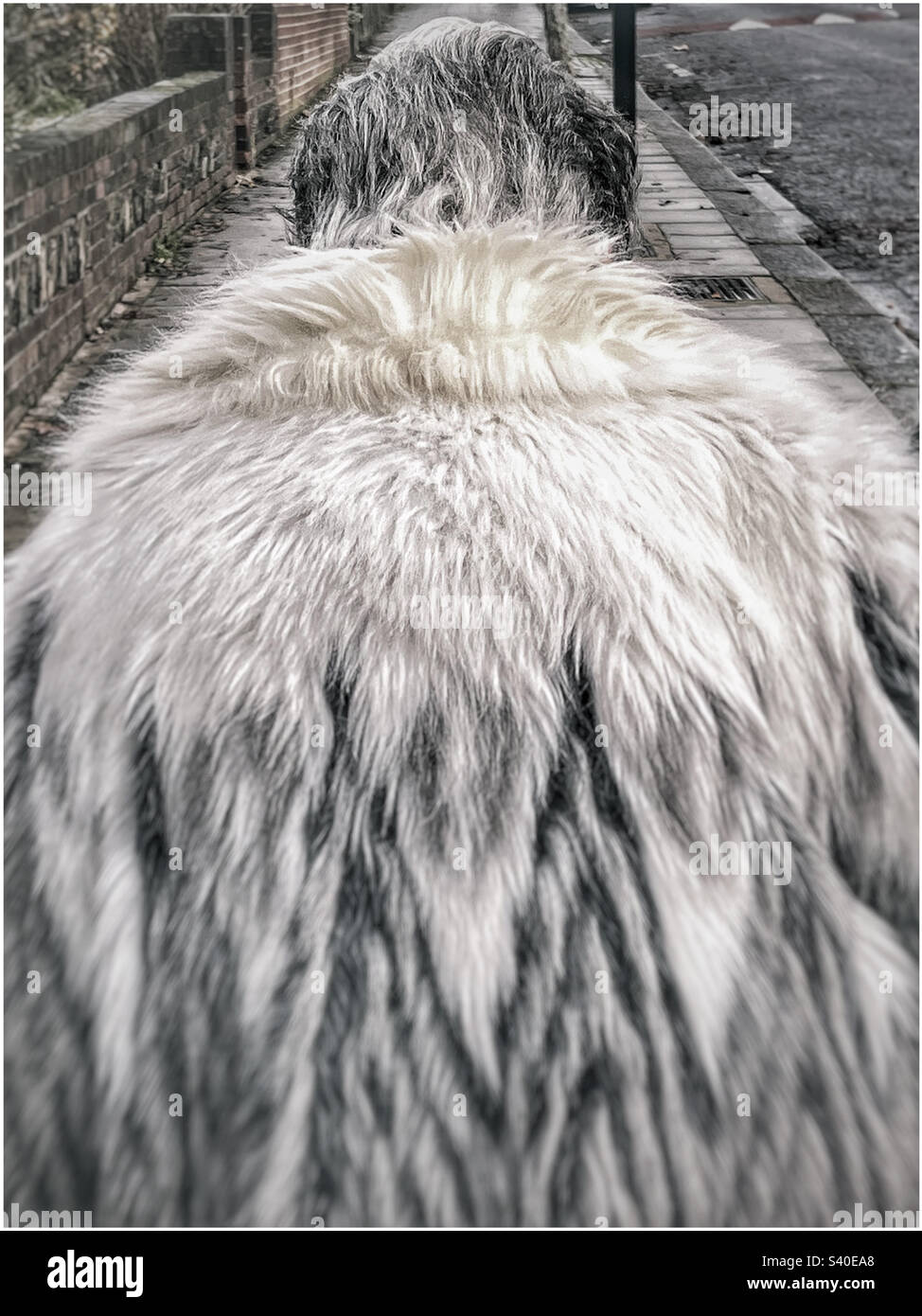 La schiena di una donna in un cappotto di pelliccia bianco e nero che si abbina ai suoi capelli scuri e leali Foto Stock