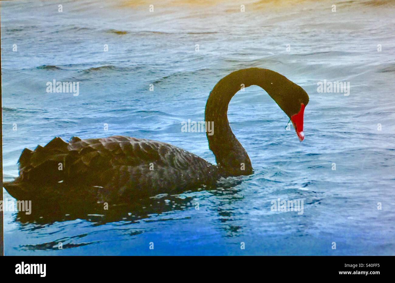 Viaggi Australia, cigno nero, migratorio, fauna selvatica, uccelli, uccelli acquatici, mare, oceano, nero, becco rosso, collo curvo Foto Stock