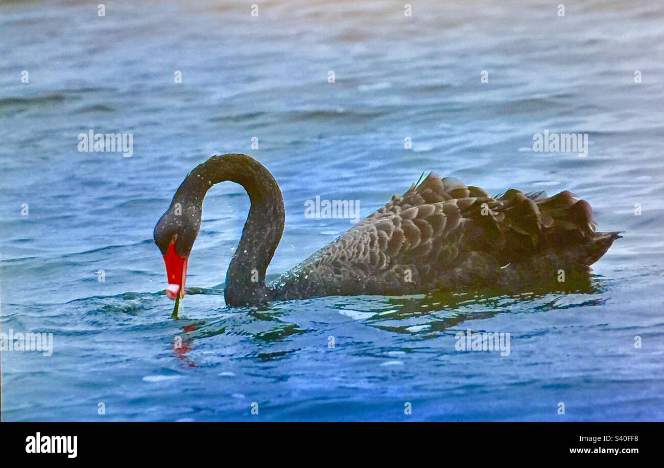 Viaggi Australia, cigno nero, migratorio, fauna selvatica, uccelli, uccelli acquatici, mare, oceano, nero, becco rosso, collo curvo Foto Stock