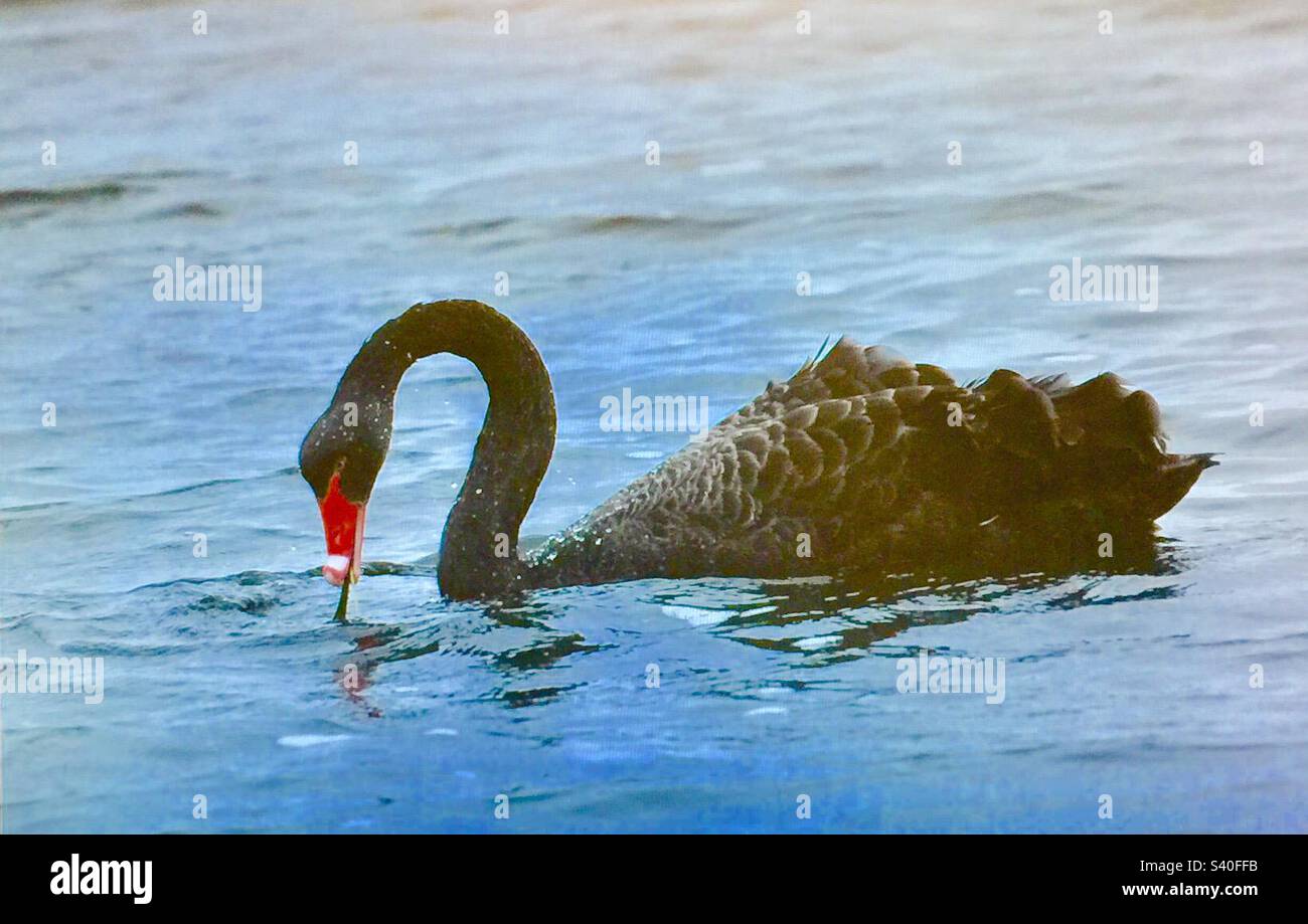 Viaggi Australia, cigno nero, migratorio, fauna selvatica, uccelli, uccelli acquatici, mare, oceano, nero, becco rosso, collo curvo, foraggio Foto Stock