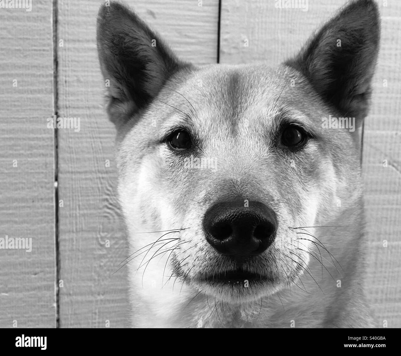 Foto in bianco e nero di un cane Shiba inu Foto Stock