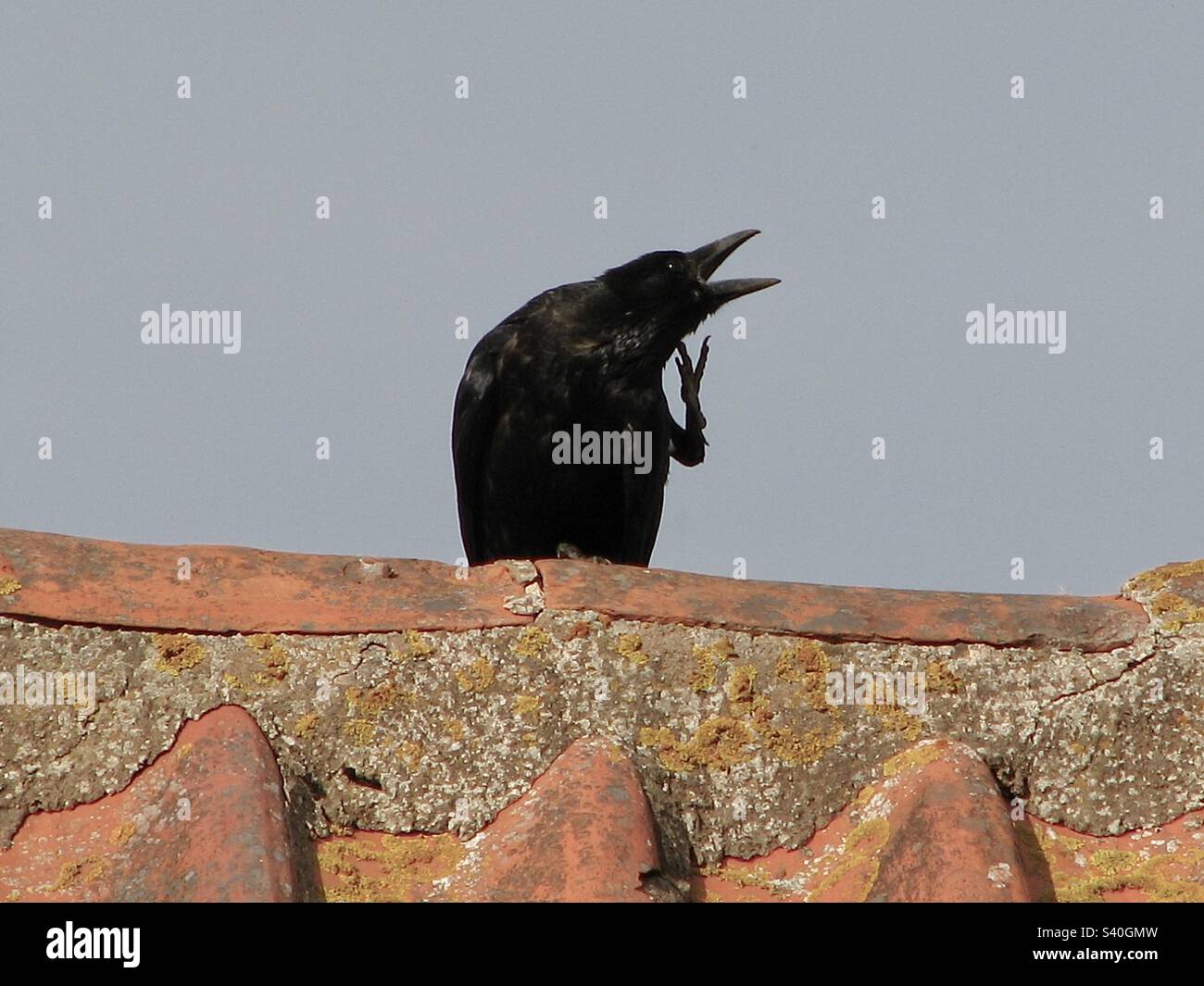 Carrion Crow. - Immagine stock catturata con smartphone