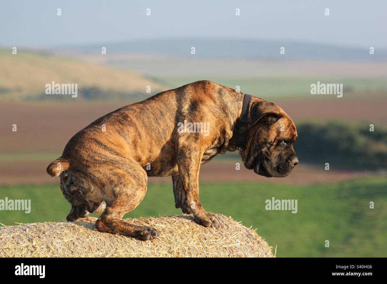Boerboel sudafricano. Mastiff africano. Balla traballante, raccolto estivo. - Immagine stock catturata con smartphone