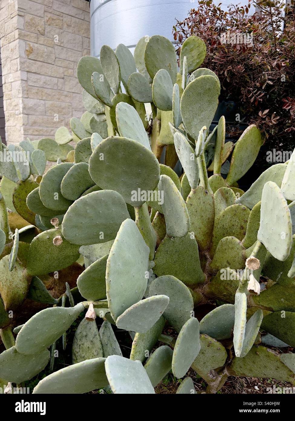 Texas cactus spineless Prickly pera un opuntia cactus famiglia paesaggio cactus cactus situato nel parco statale di Madre Neff in Texas Foto Stock