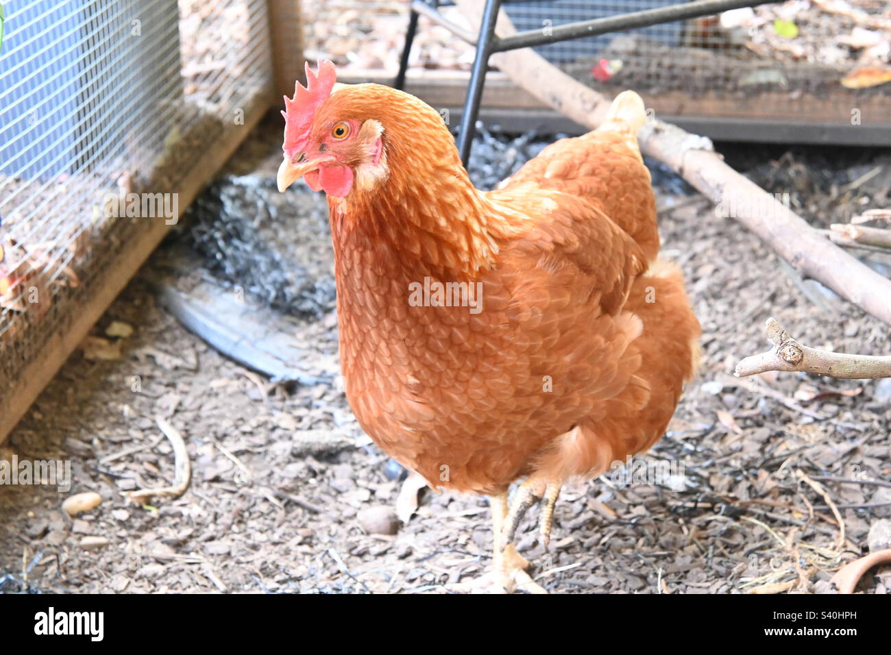 Pollo del Brown Foto Stock