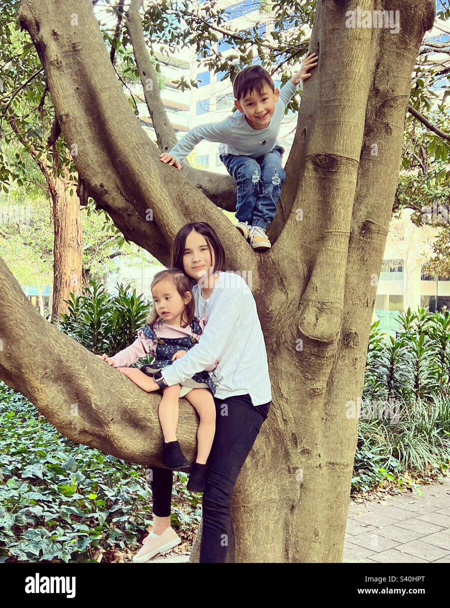 Tre bambini in un albero Foto Stock