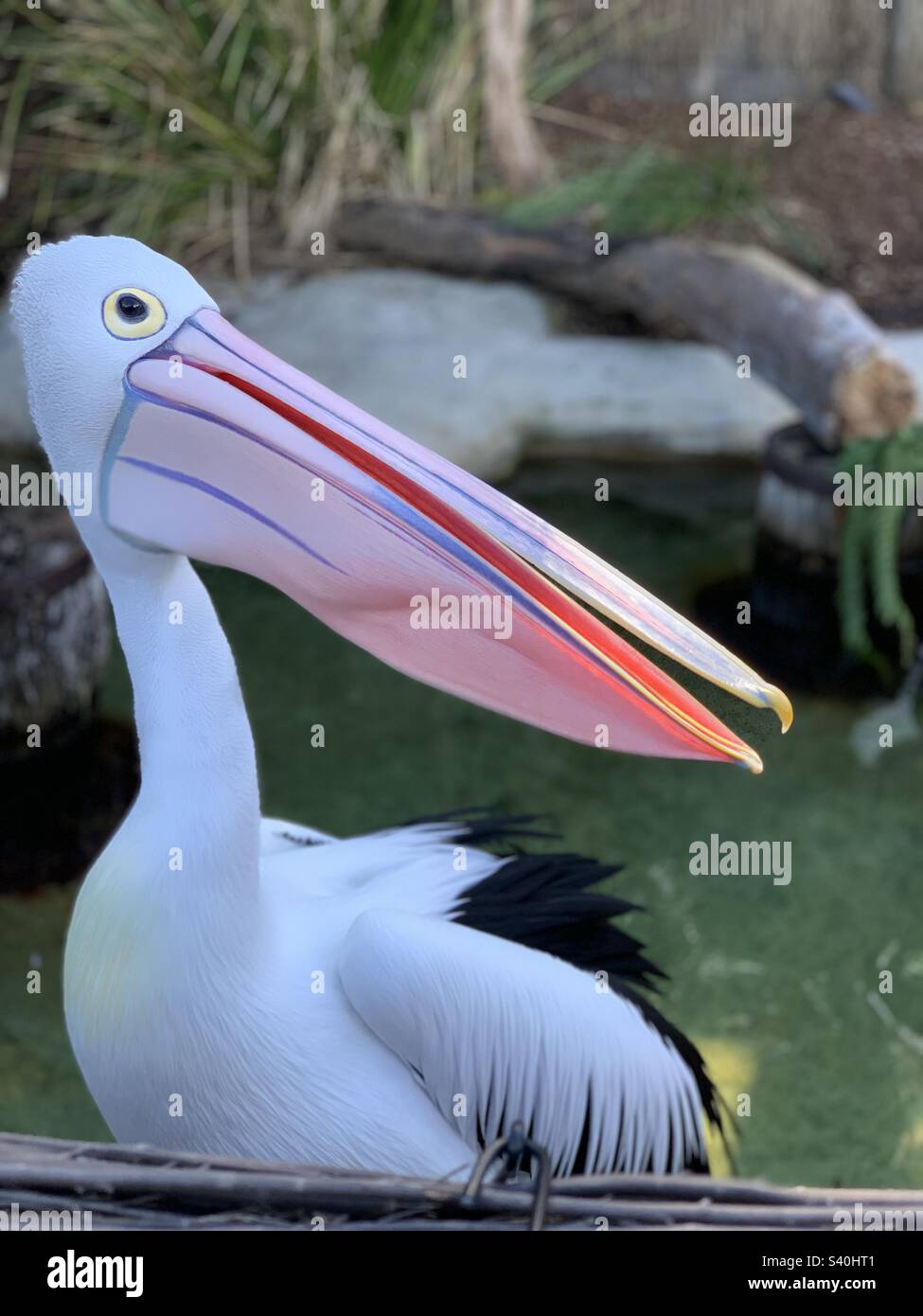 Pelican Foto Stock