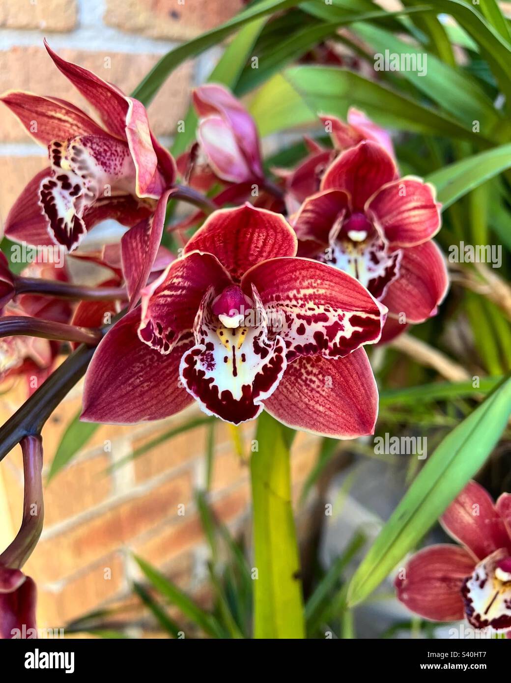 Orchidea rossa Foto Stock