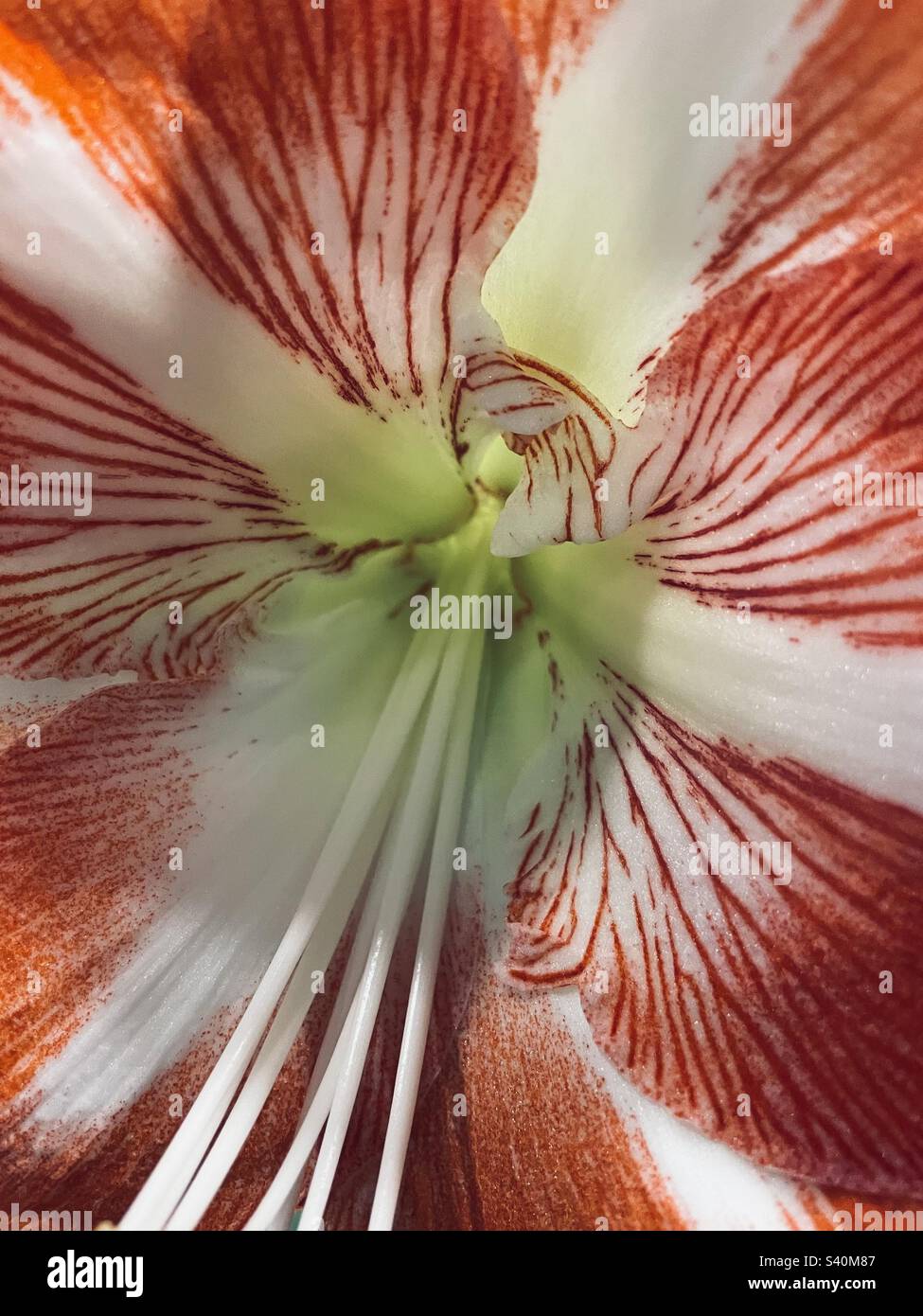 Amaryllis fiore Macro foto Foto Stock