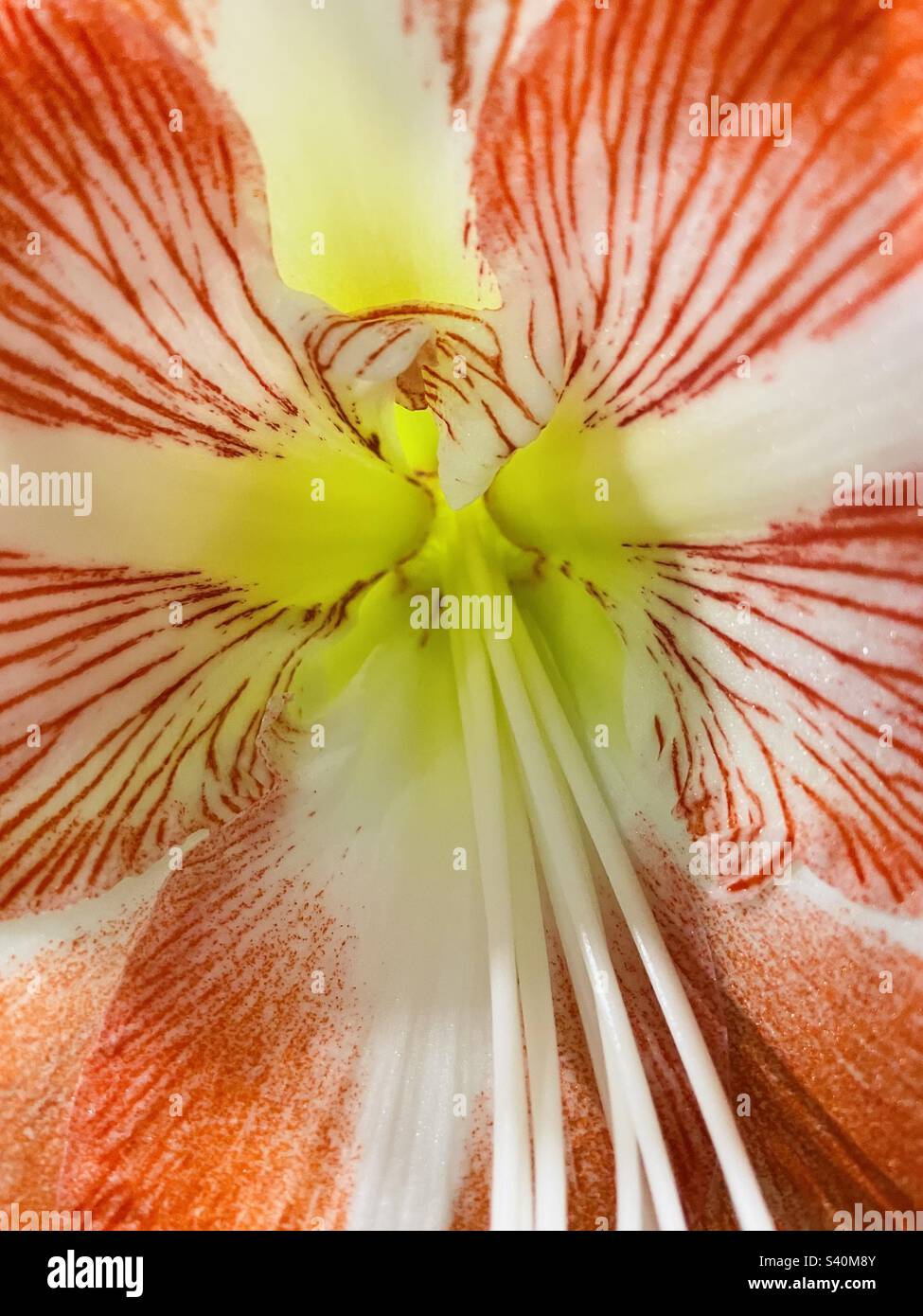 Amaryllis fiore Macro foto Foto Stock