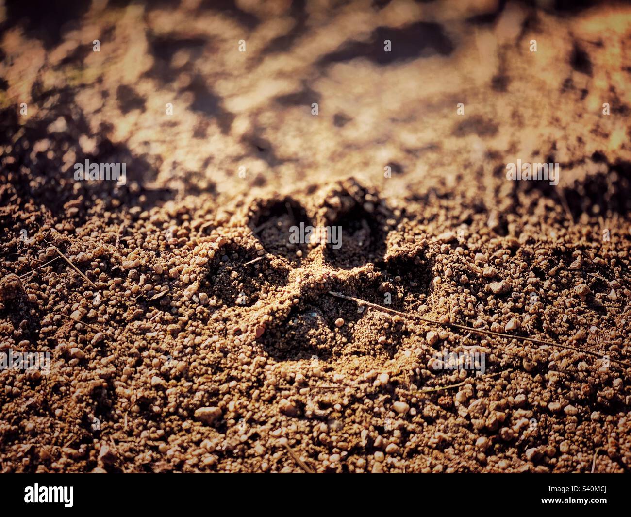 Paw stampa nello sporco Foto Stock