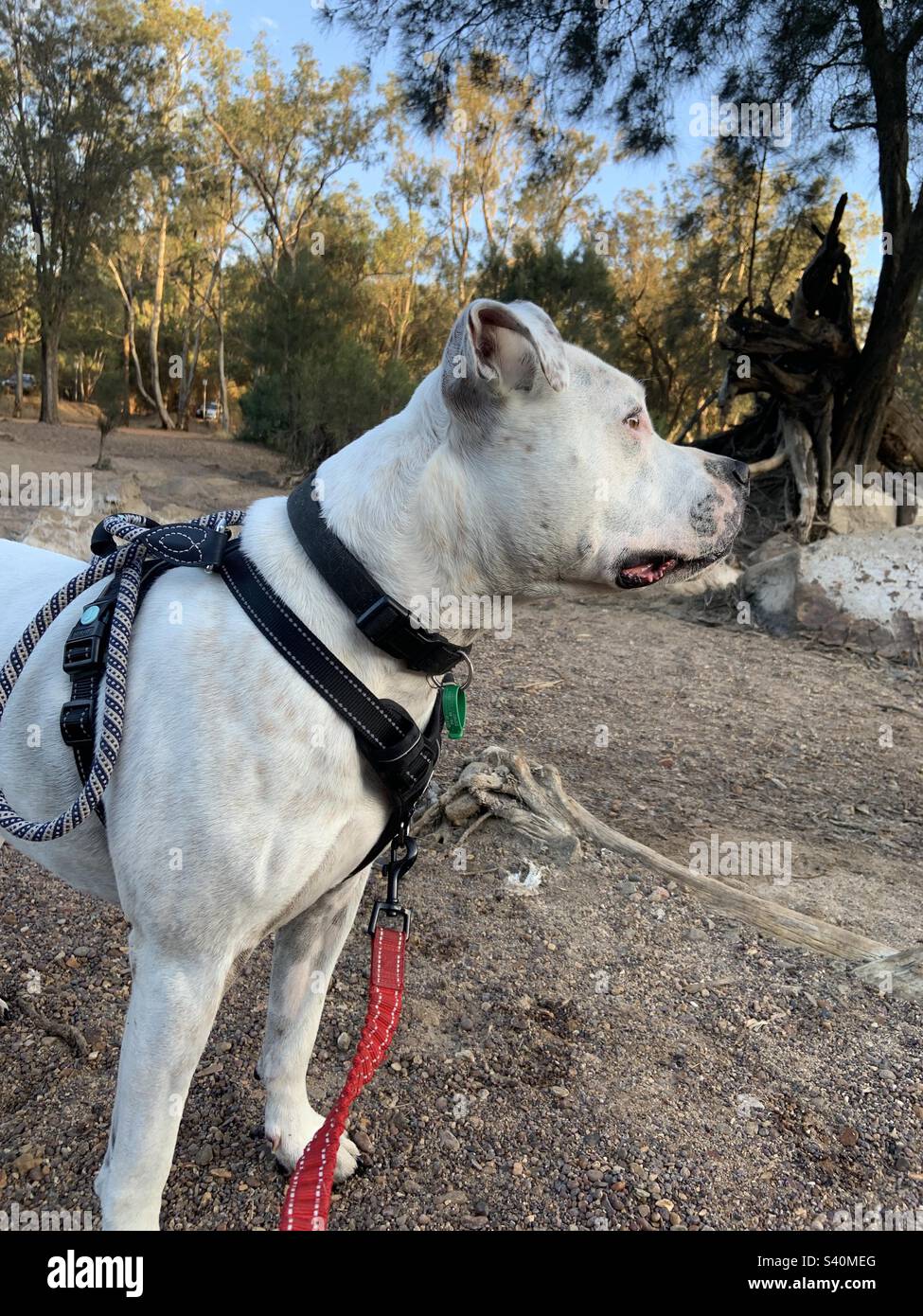 White American Staffordshire terrier su una passeggiata nel bosco Foto Stock