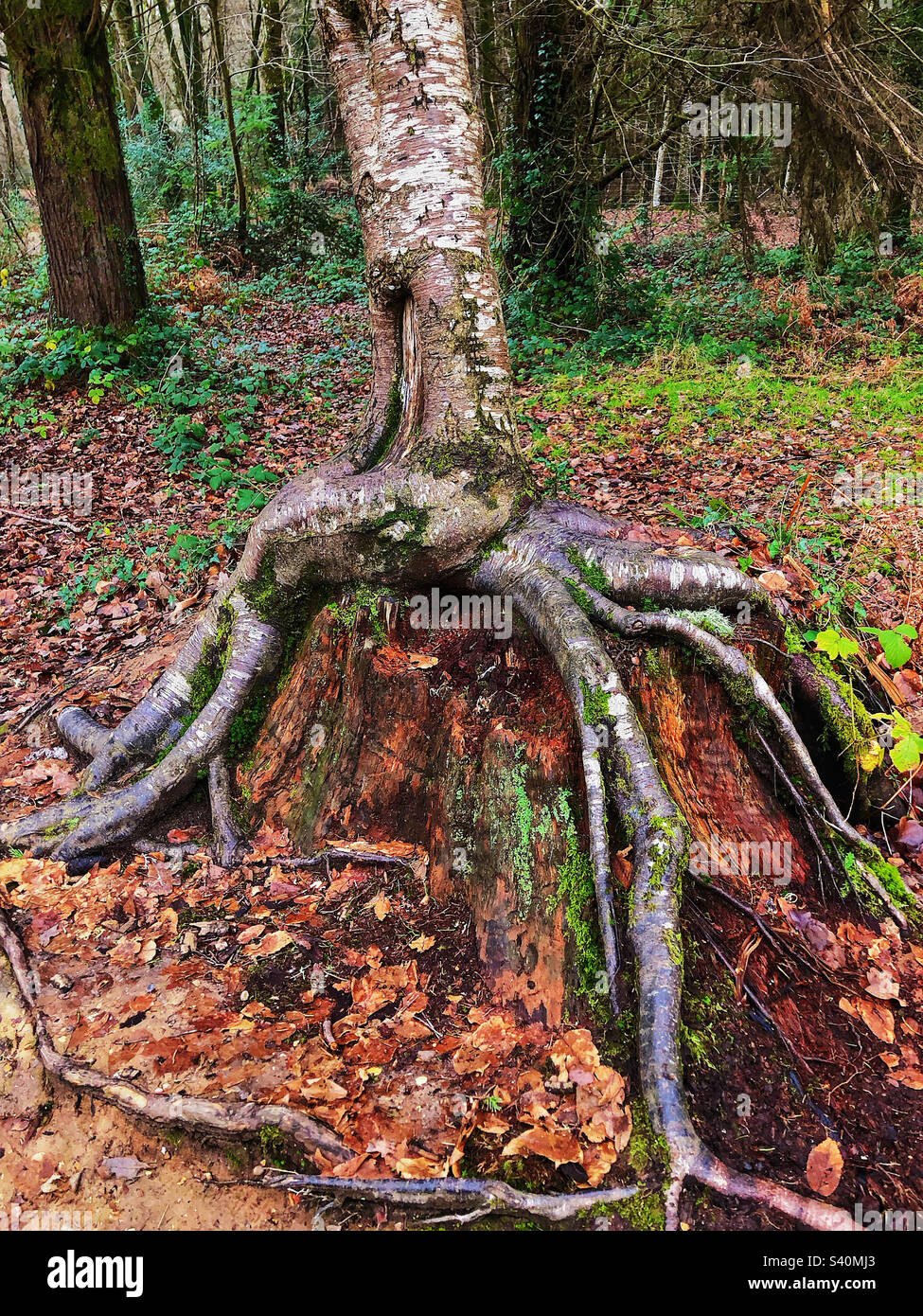 Betulla argentata che cresce su un tronco d'albero nel Parco Nazionale della Nuova Foresta Foto Stock