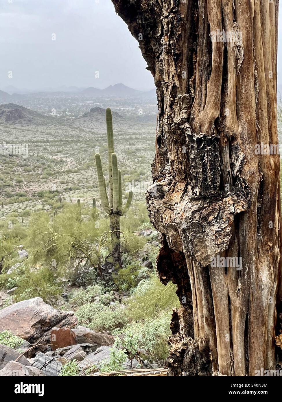 Un forte, pieno di vita Saguaro Cactus si trova dietro le nervature di canna ossea del saguaro morto. Phoenix Mountain Preserve, Arizona Foto Stock
