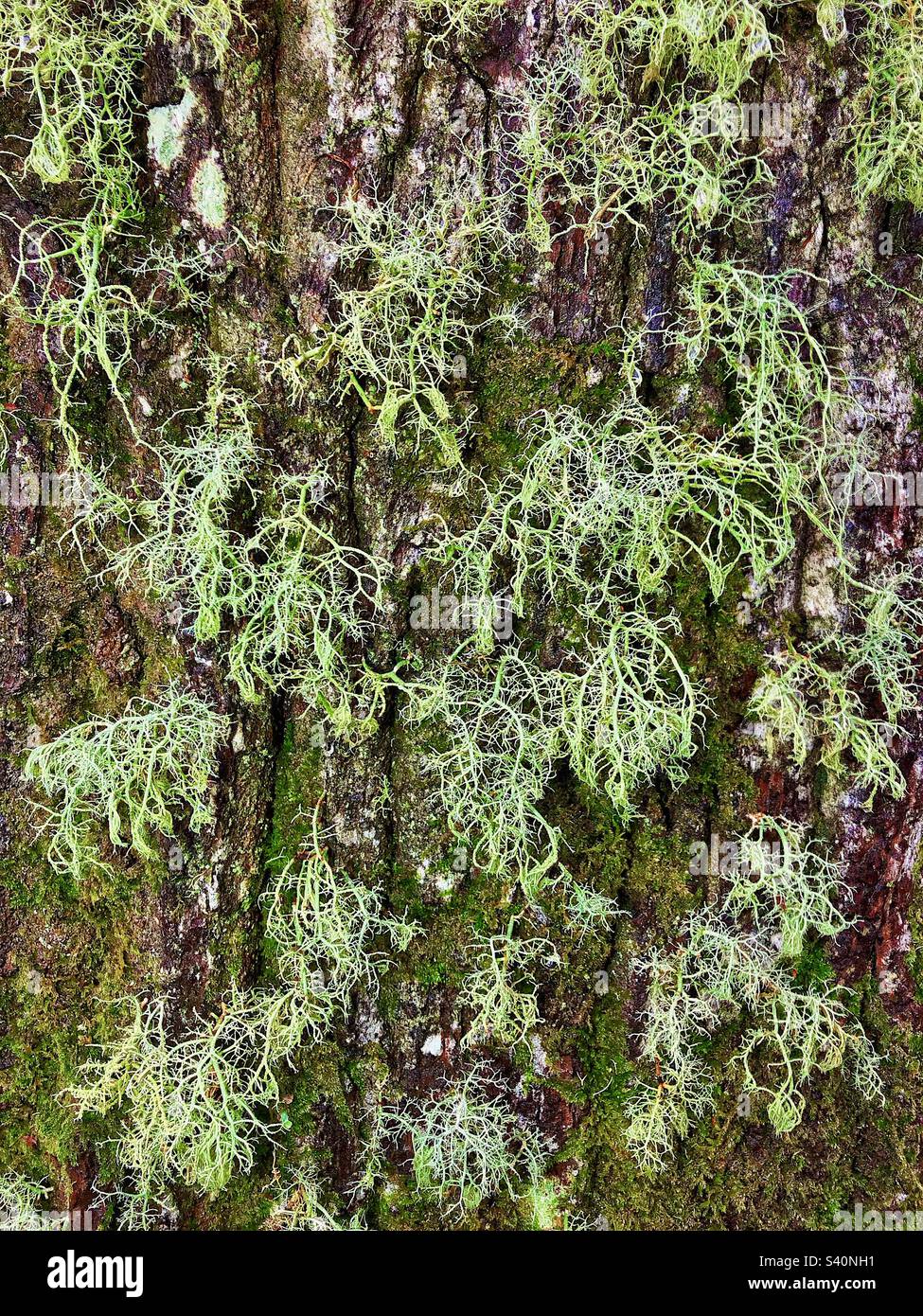 Il lichen di barba che cresce sulla corteccia dell'albero nel Parco Nazionale della Nuova Foresta Foto Stock