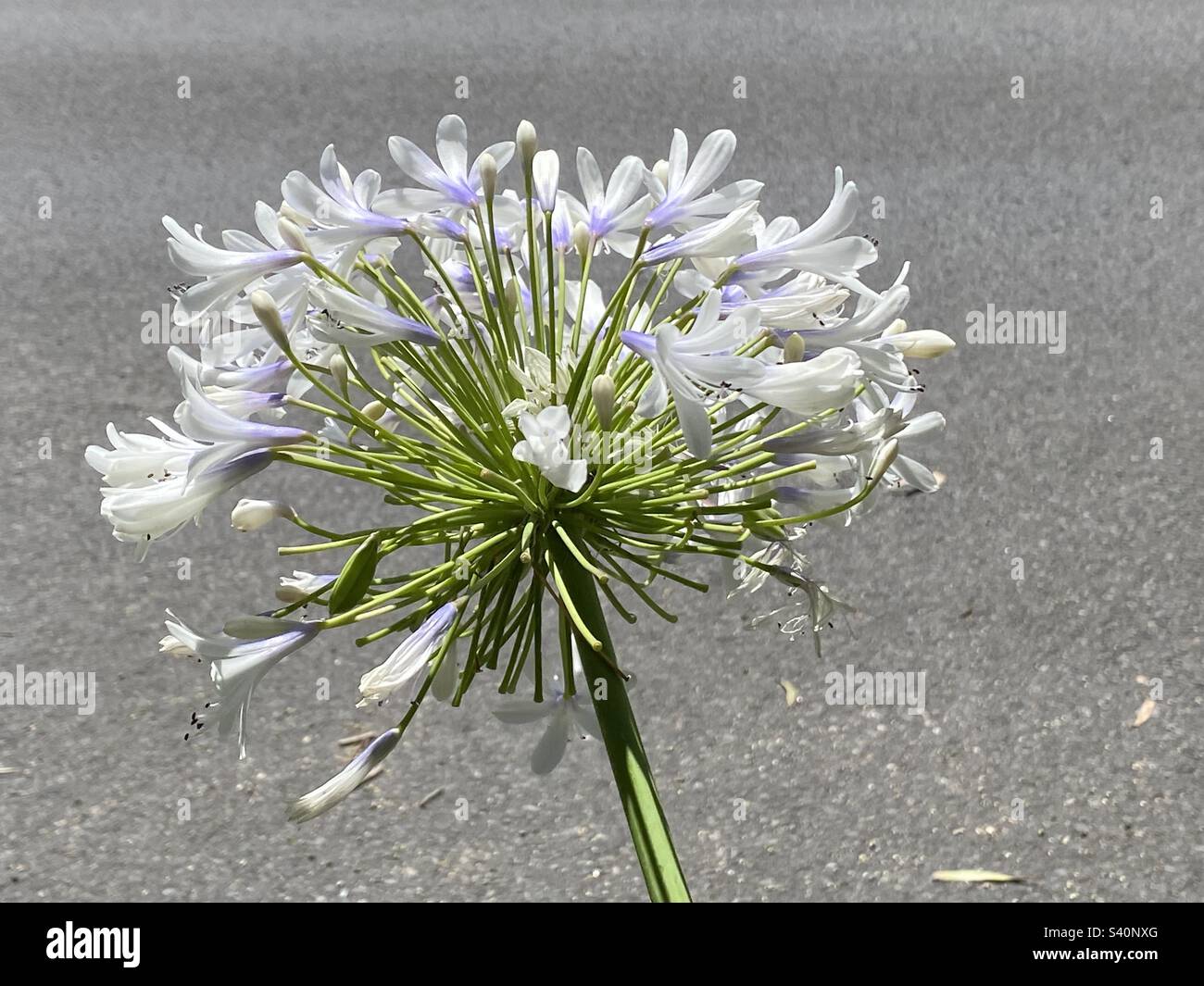 White allium fiore Foto Stock