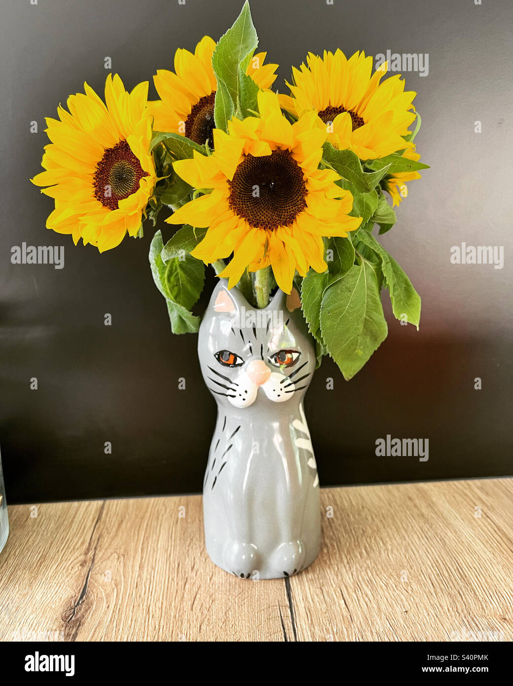 Girasoli in vaso di gatto Foto Stock