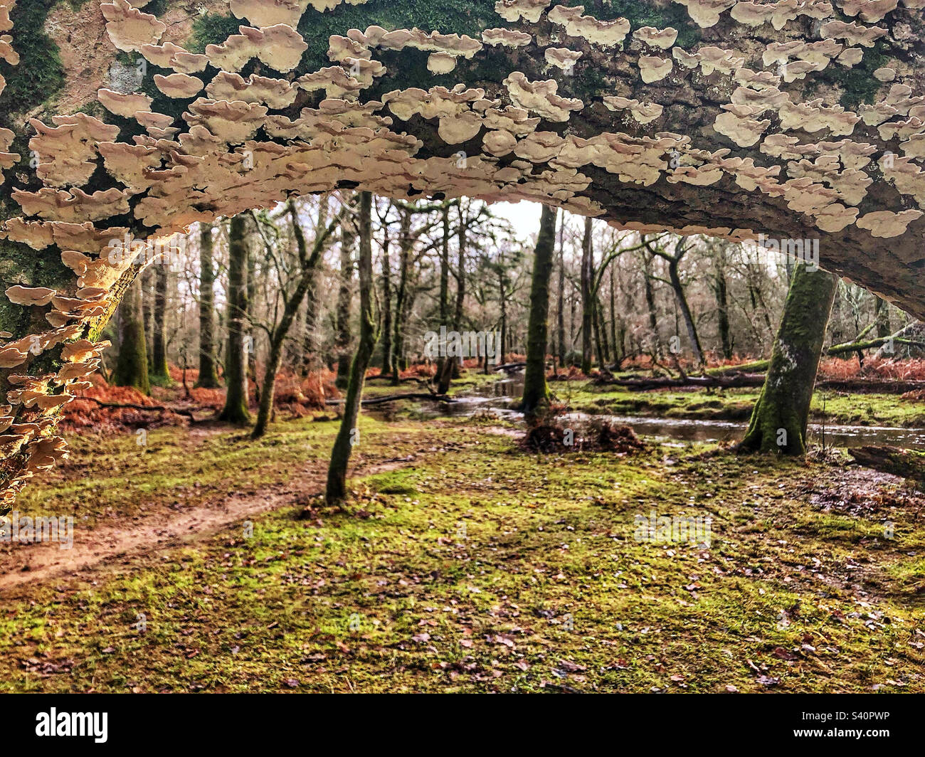 Il flusso d'acqua di Flechs nel mese di gennaio, il New Forest National Park, Brockenhurst Hampshire Regno Unito Foto Stock