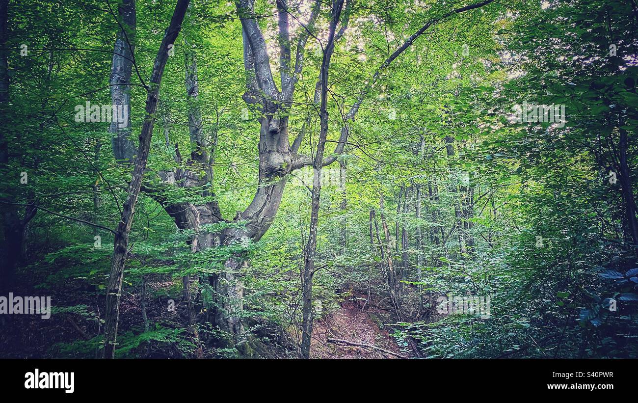 Nella foresta - Immagine stock catturata con smartphone