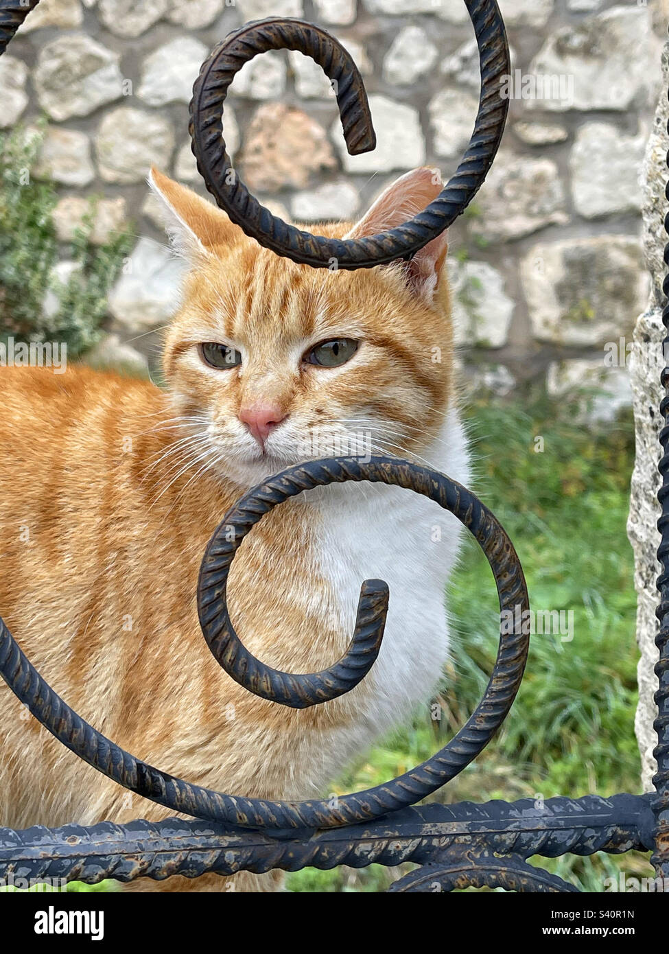 Tabby e gatto bianco dietro una recinzione di ferro. - Immagine stock catturata con smartphone