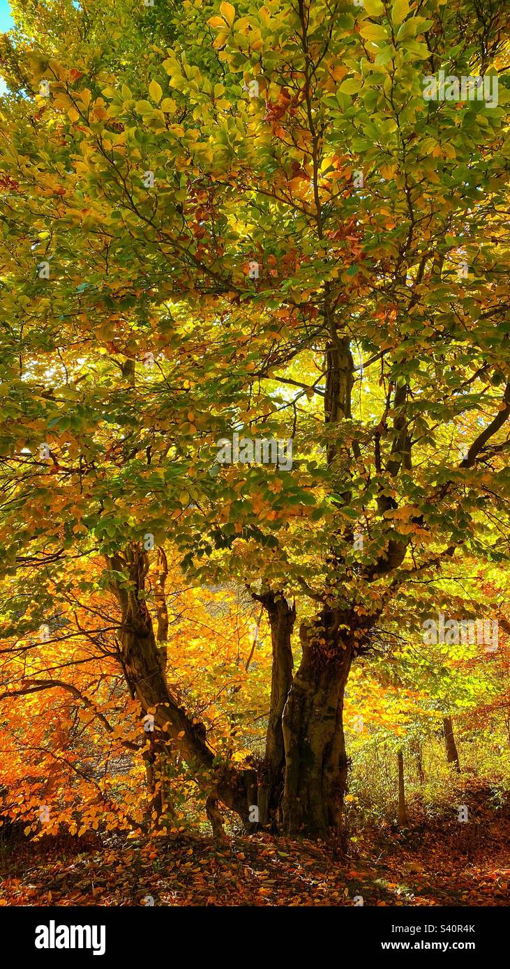 Albero bello Foto Stock