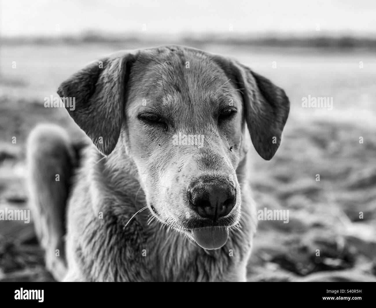Cane randagio sulla spiaggia, Mauritius - Immagine stock catturata con smartphone