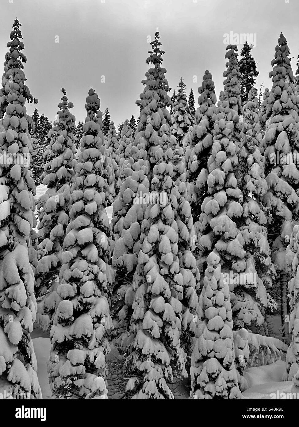 Alberi di neve, Cartoon alberi di neve, neve, neve d'inverno, pini di neve Foto Stock