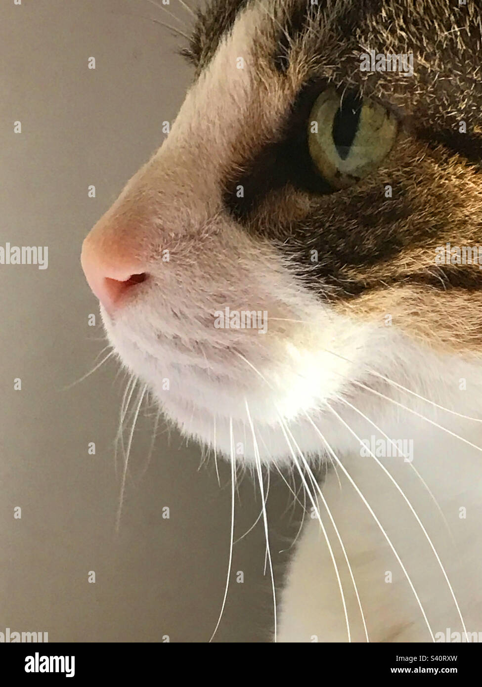 Tabby e white cat. Chiudere la vista. Foto Stock