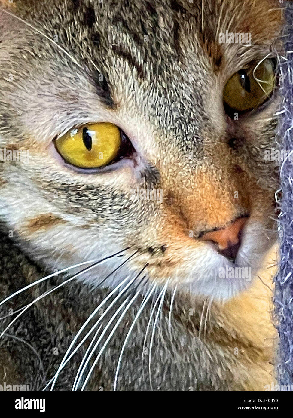 Gatto Tabby. Chiudere la vista. Foto Stock