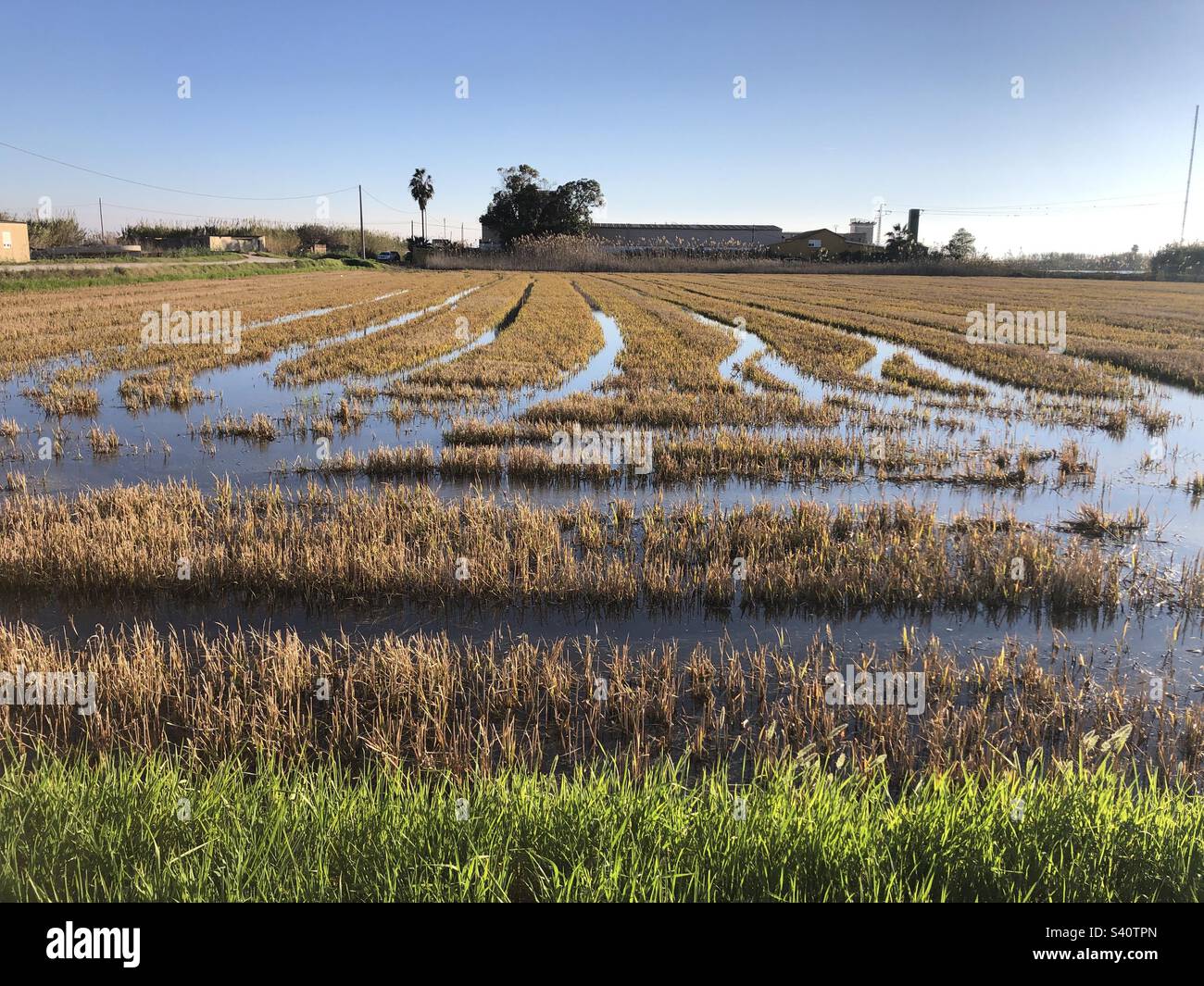 Paddy Field, campi di riso in el palmar Valencia Spagna - Immagine stock catturata con smartphone