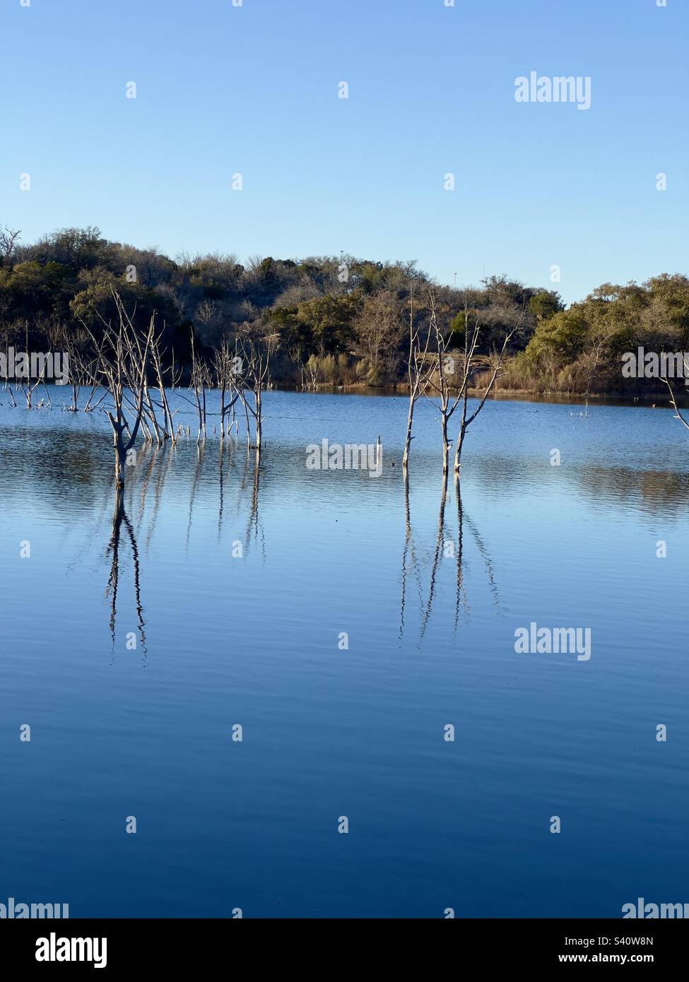 Riflessi di alberi fantasma nel mezzo dello stagno con gli alberi di caduta sullo sfondo situato al lago Inks state Park Texas Foto Stock