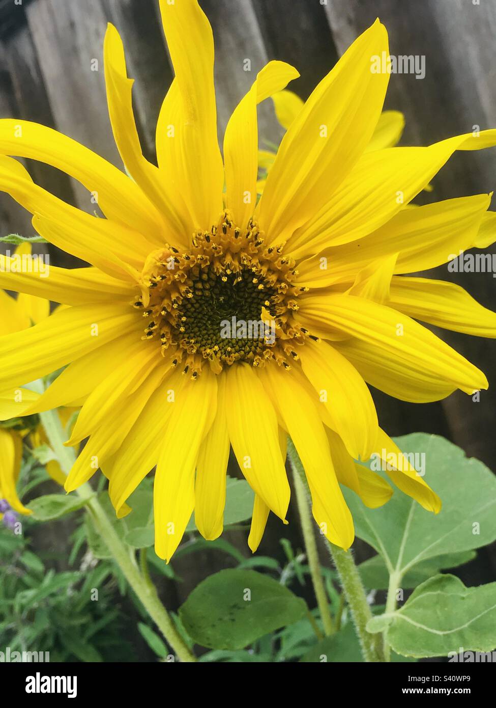 Girasoli sul cortile Foto Stock