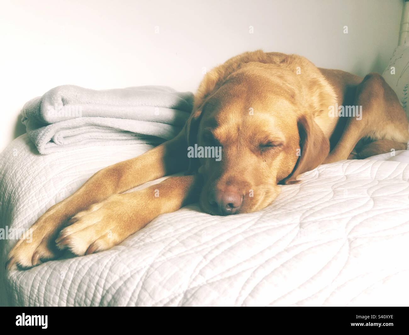 Un cane Labrador Retriever che fa un pisolino su un comodo letto nel bel mezzo della giornata Foto Stock