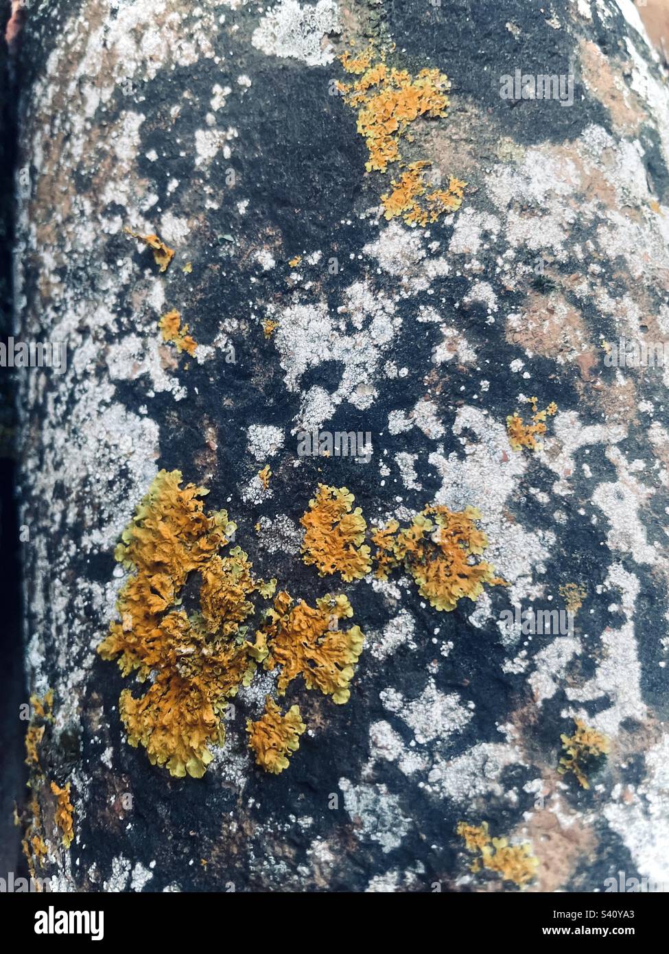 Lichene arancione, bianco e nero su tegole in terracotta. Foto Stock