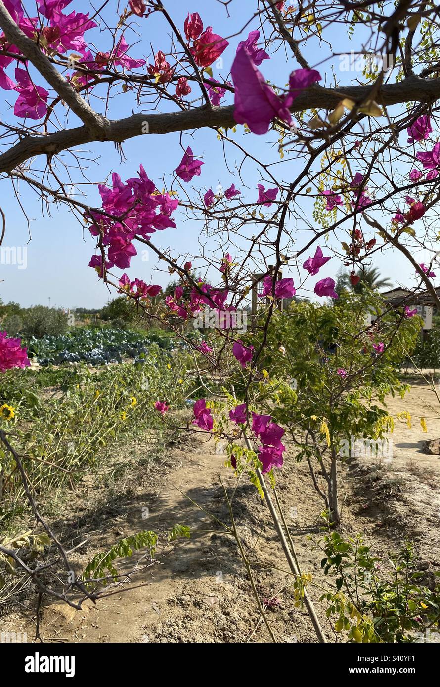 Bloom - Immagine stock catturata con smartphone
