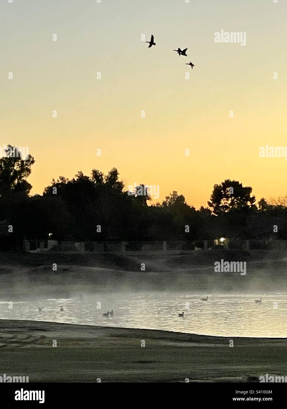 Volo all'alba, i mallards, l'alba dorata, la nebbia che sorge dallo stagno del cielo Foto Stock