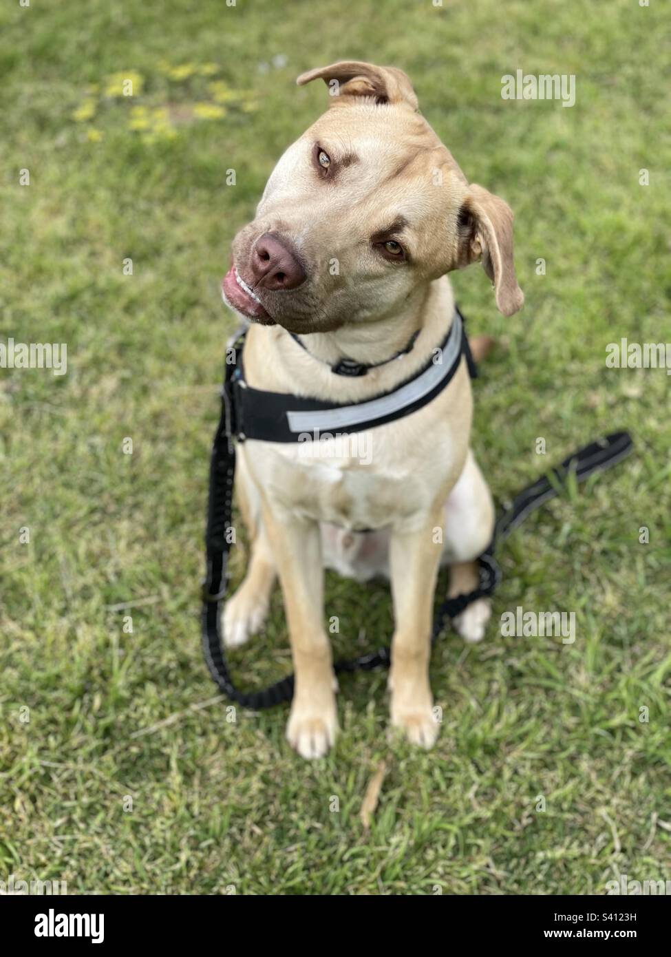 Inclinazione della testa del cane Foto Stock