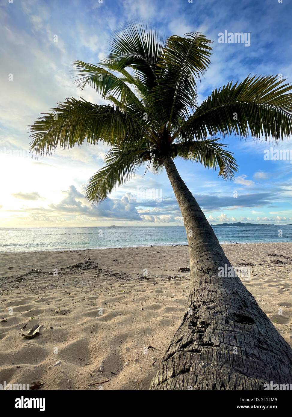Una palma su un'isola. Tavarua Island Resort, Fiji. Foto Stock