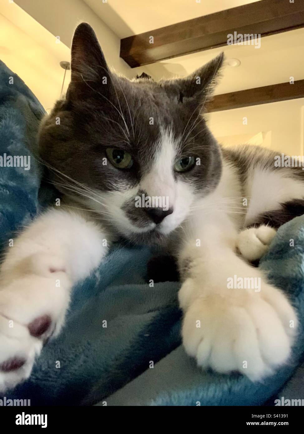 Joey - Immagine stock catturata con smartphone