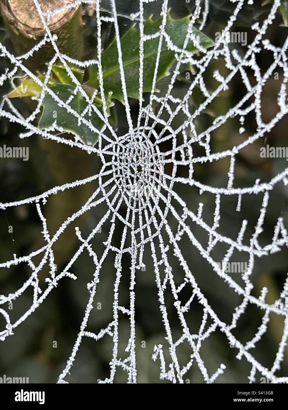 Una ragnatela ricoperta di ghiaccio in un giardino a Norfolk Foto Stock